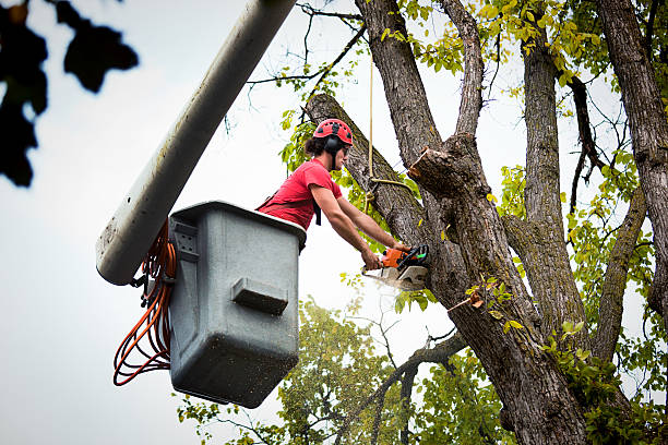 Best Arborist Services Near Me  in Santa Ana, CA